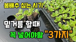 봄배추 심는시기 배추밑거름 할때 꼭 넣어야할 3가지 실패 없는 배추심는방법 #봄에심는작물