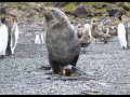 Fat Seal Absolutely Dominates Young Penguin Live And In Colour