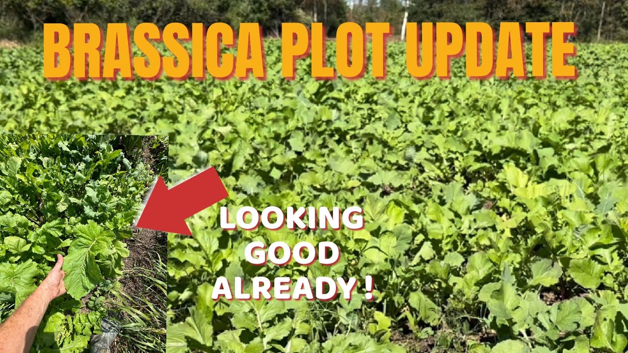 BRASSICA FOOD PLOT UPDATE