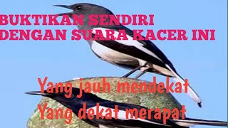 Download lagu SUARA PIKAT BURUNG KACER BETINA MEMANGGIL JANTAN mp3