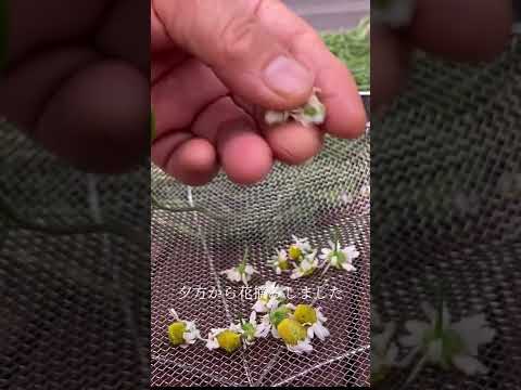 園芸 カモミールの花アクロクリニウム