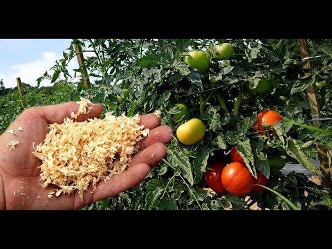 Once you see this, you will never throw sawdust into the trash again. Double the yield