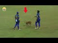 10 Animals Enter Cricket Ground Moments