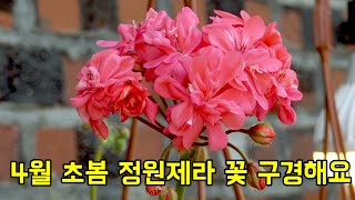 4월 초봄 정원제라 꽃 같이 구경해요