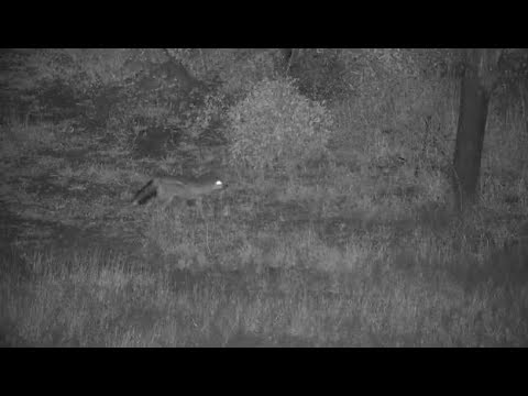 Djuma: Side-striped Jackal - 02:14 - 06/05/19