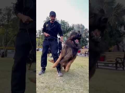 Animals Dog #animals #dog #shorts #shortvideo#shortsfeed 5