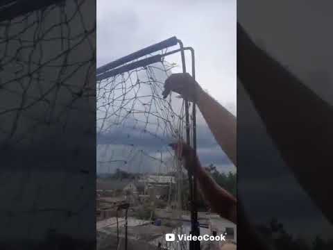 Quitando las trampas en Güines Mayabeque