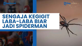 Gegara Ingin Jadi Spiderman, Bocah 8 Tahun Asal Bolivia Ini Rela Digigit Laba-laba Black Widow