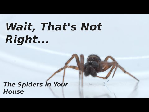 The Spiders in Your House - I Made a Small Mistake