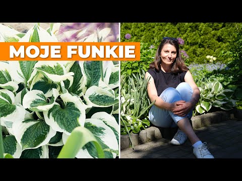 Funkie w moim ogrodzie. Przegląd odmian i moje doświadczenia w uprawie.