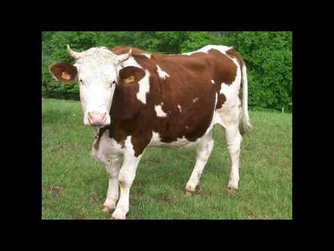 VACHE qui MEUGLE le cri de la VACHE