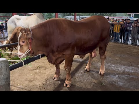 ANGODO JUARA 1‼️ PENIMBANG KELAS P0 KONTES SAPI APPSI 2025