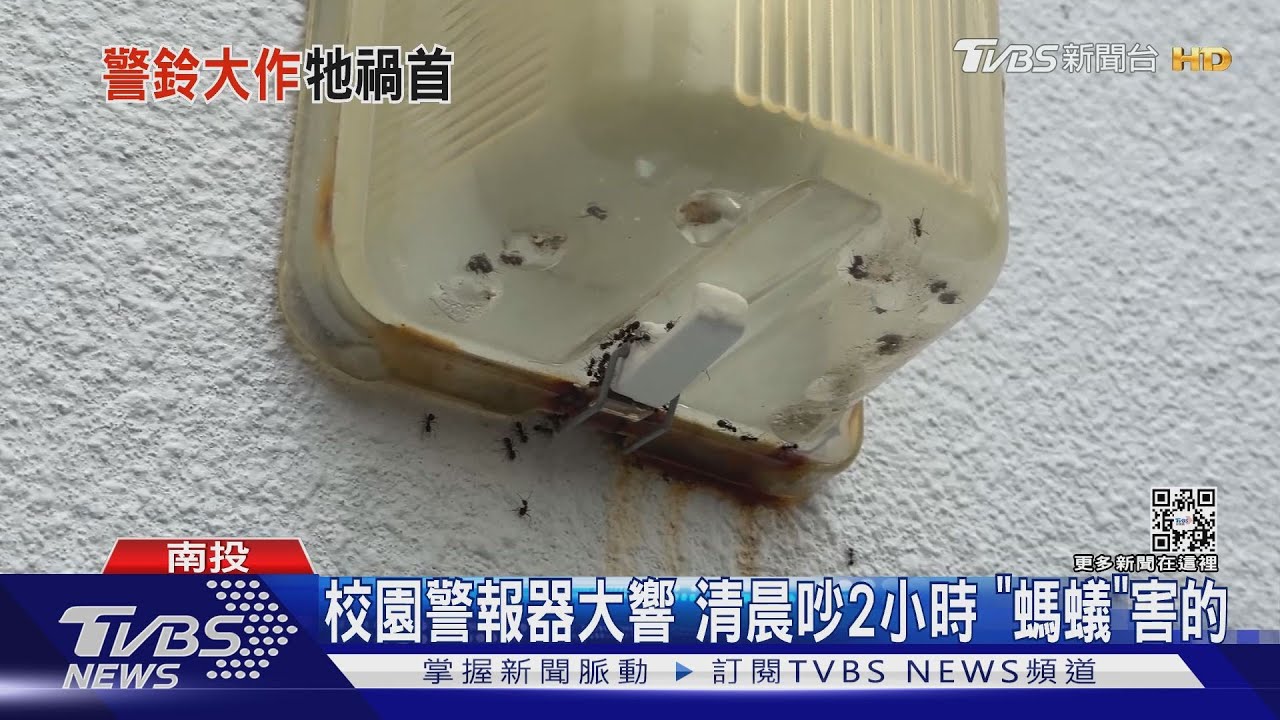 雨天搬家　「螞蟻築巢」在煙霧偵測器！拉警報