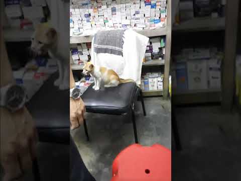 When the cat is a doctor in the pharmacy