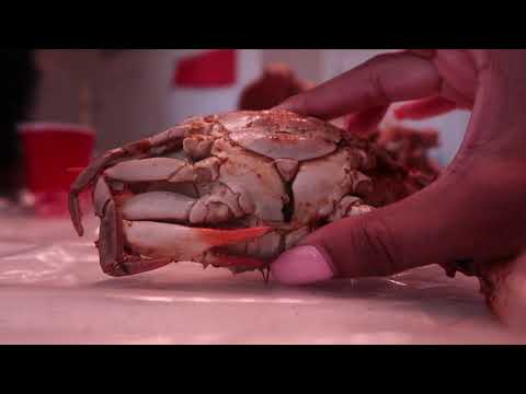 download lagu mp3 mp4 Crab T Shirt Womens, download lagu Crab T Shirt Womens gratis, unduh video klip Crab T Shirt Womens