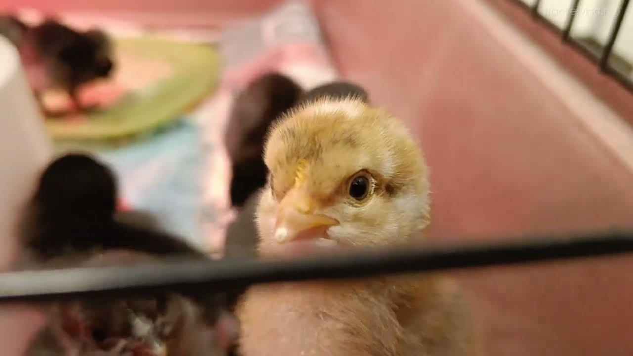 Kyllinger i Ragnas hage (mars 2024)