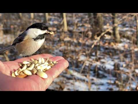 Hand-feeding Birds in Slow Mo - White-breasted Nuthatch, Black-capped Chickadee