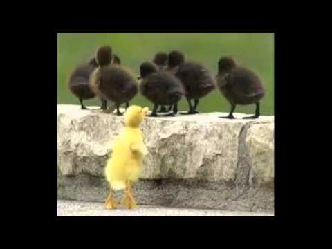 TIC-TAC O Som da Mensagem da NA (OFICIAL)