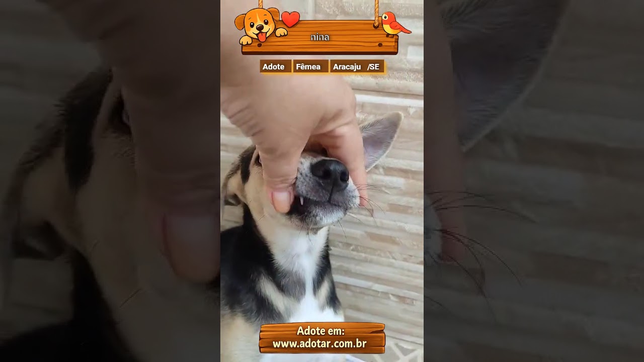 Cachorro raça SRD-ViraLata idade 2 a 6 meses nome nina