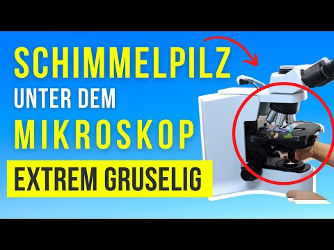 3 krasse Schimmelpilzarten, die dir so noch keiner gezeigt hat !