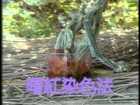 三品苦瓜-苦瓜根部保護