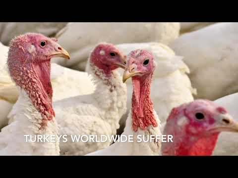 , title : 'Research on turkeys & blackhead disease'