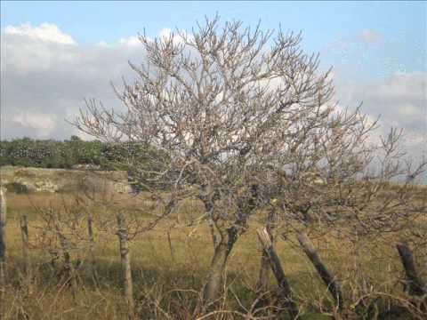 Na studencu - klapa Kaleta