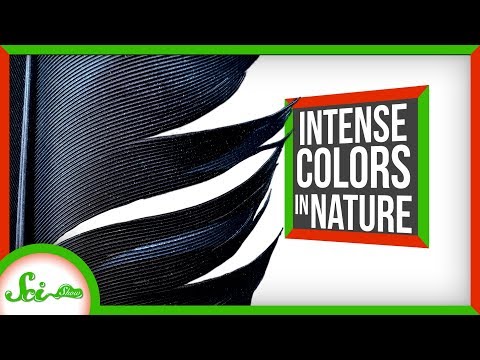 世界で最も色鮮やかな生き物3選 (3 of the World's Most Intensely Colored Living Things)