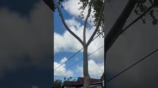 Download lagu MENTAHAN | CINEMATIC VIDEO NATURE | VIDEO CINEMATIC KUALITAS 4K | CINEMATIC ALAM | 🆓 #shorts mp3