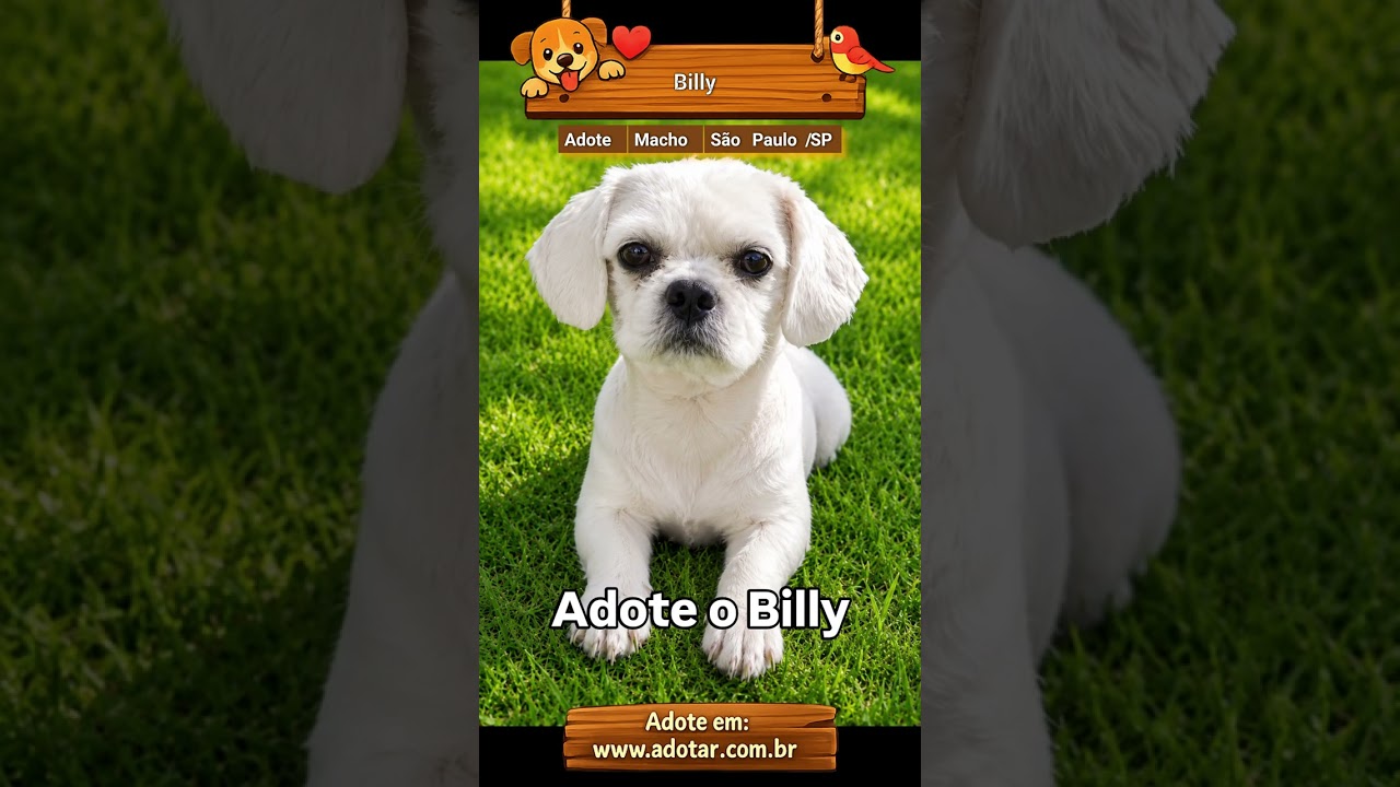 Cachorro raça Lhasa Apso idade 4 anos nome Billy