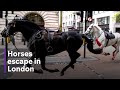 Military horses escape onto streets of London