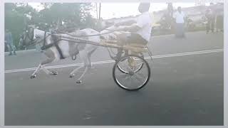 Horse Race  Whatsapp Status  Tamil #horseracewhats