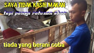 Download lagu a bird aviary as wide as nature in Sewidak village for thousands of head of cattle of jalak kebo ... mp3