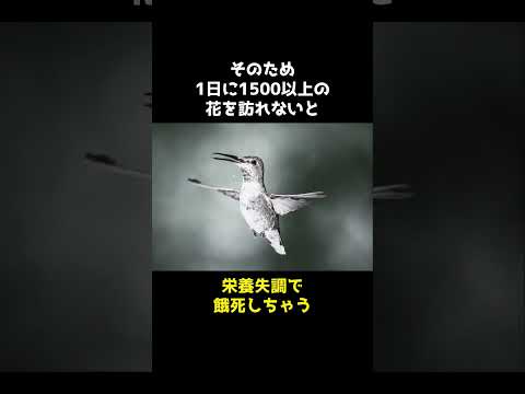 亜種 Oxypogon guerinii lindenii の雄の標本はくちばしが非常に長い。