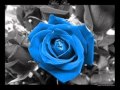 Чудо природы & Голубая роза.wmv 