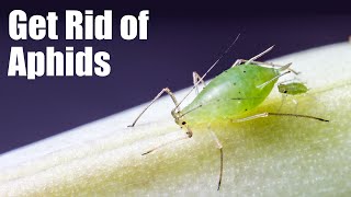 Deal with Aphids on Your Plants