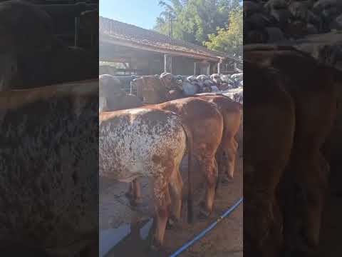fazenda Calciolândia. 22 de agosto leilão na expo genética Uberaba MG #girleiteiro