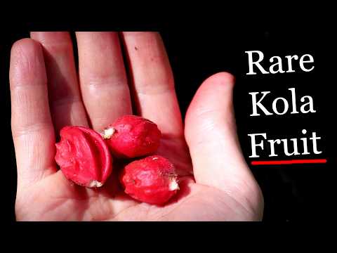 KOLA FRUIT - A look into Kola Nut, Bitter Kola and Rare Kola Species