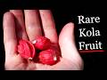 KOLA FRUIT A Look Into Kola Nut Bitter Kola And Rare Kola Species