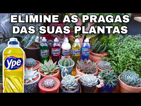 , title : 'Detergente Neutro Nas Plantas Do Jardim e Suculentas - RECEITA CORRETA CONTRA COCHONILHAS'
