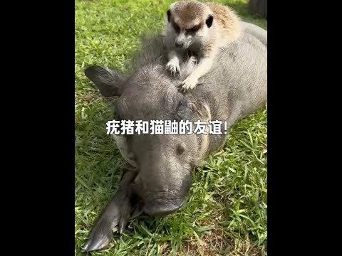 疣豬與貓鼬的跨物種友誼：互利共生的自然生態奧秘 #科普知識 #疣豬 #貓鼬 #蜱蟲