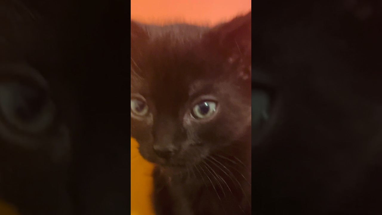Spark, an adopted Bombay in Santa Clarita, CA video 3/3