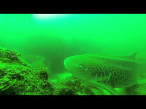 Slingshot DFA Exploration Dive with Tweed Seasports