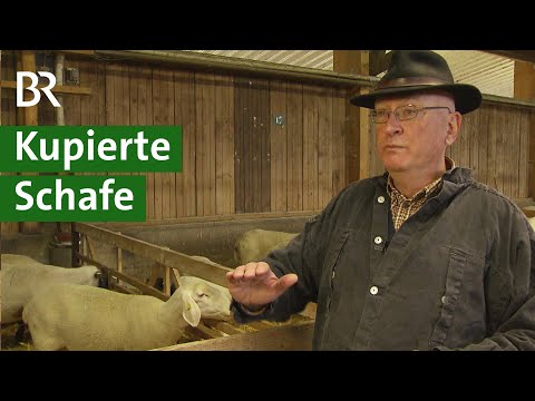 , title : 'Kupierte Schwänze bei Schafen: Was sind mögliche Alternativen? | Schaf Doku | Unser Land | BR'