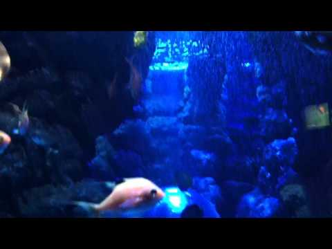 会計学科 ユーチューブyoutube.comが名古屋港水族館になった！感動のイルカや魚たち！税理士木村勝則の独り言！経営革新等支援機関近畿財務経済産業局認定木村勝則税理士事務所滋賀県高島市安曇川町