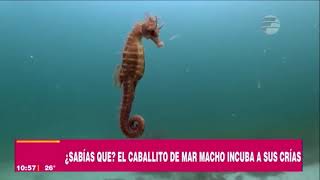 El caballito del mar macho incuba a sus crías  | ¿Sabías Qué En VLV | 30- 08- 23
