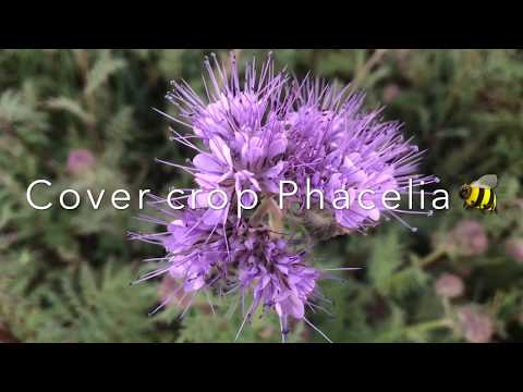, title : 'Phacelia Cover Crop. 🐝👩‍🌾'