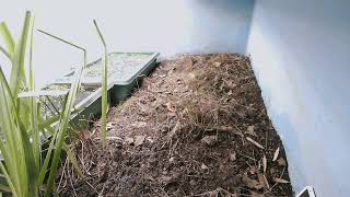 ダルマガエル観察ライブ20250927