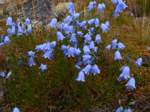 Video thumbnail for Митин вальс (Mitya's Waltz)