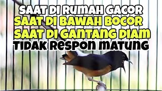 Download lagu Murai batu di rumah gacor di lapangan gacor saat di gantang hanya diam matung mp3